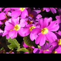 Primula Juliae (fam Primulacees) (Caucase) (02)